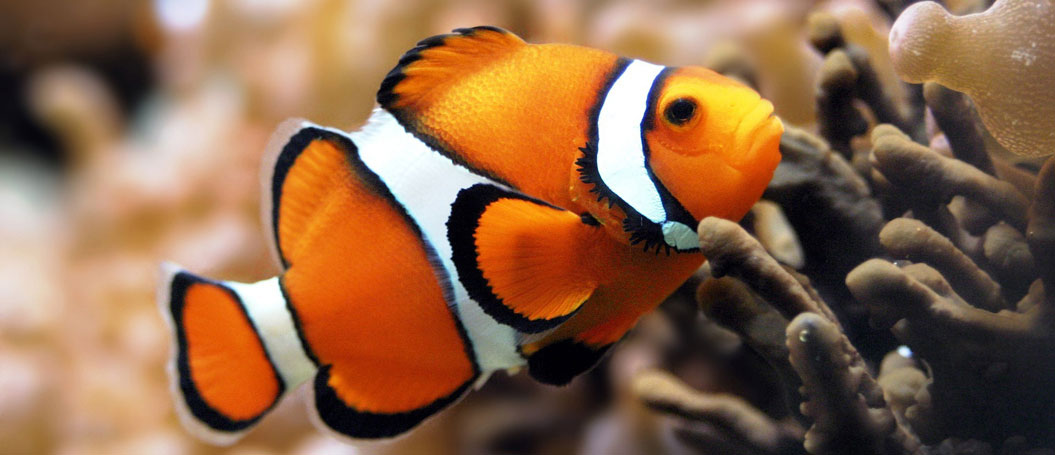 ddos攻击在哪能买到