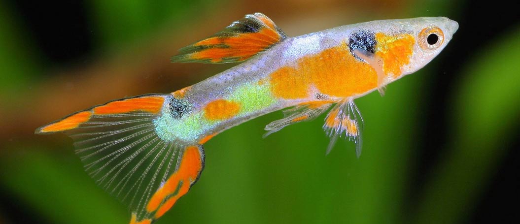 服务器攻击软件