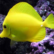 CC在线压力测试