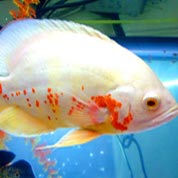 点卡批发市场的ddos在线压力测试平台