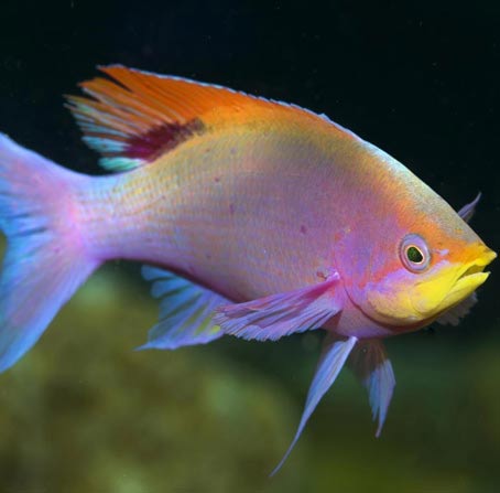 在线DDOS平台攻击